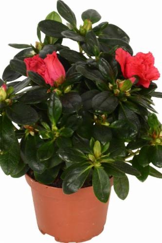 thuja smaragd baywa Jetzt Lebensbaum 'Smaragd' online kaufen bei Bohlken Pflanzenversand –  Bohlken Pflanzenversand GbR main image 0