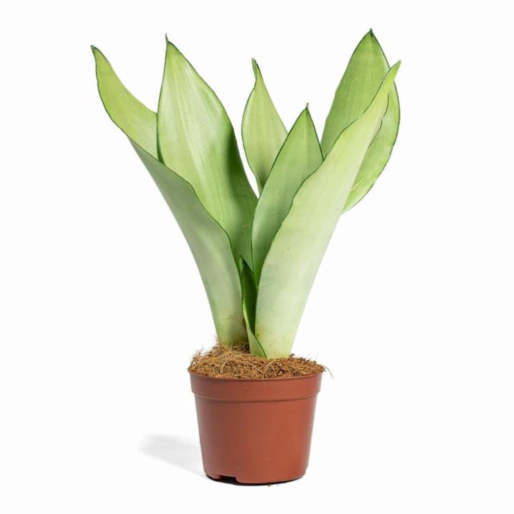 Snake Plant Moon Shine-Indoor Plants
