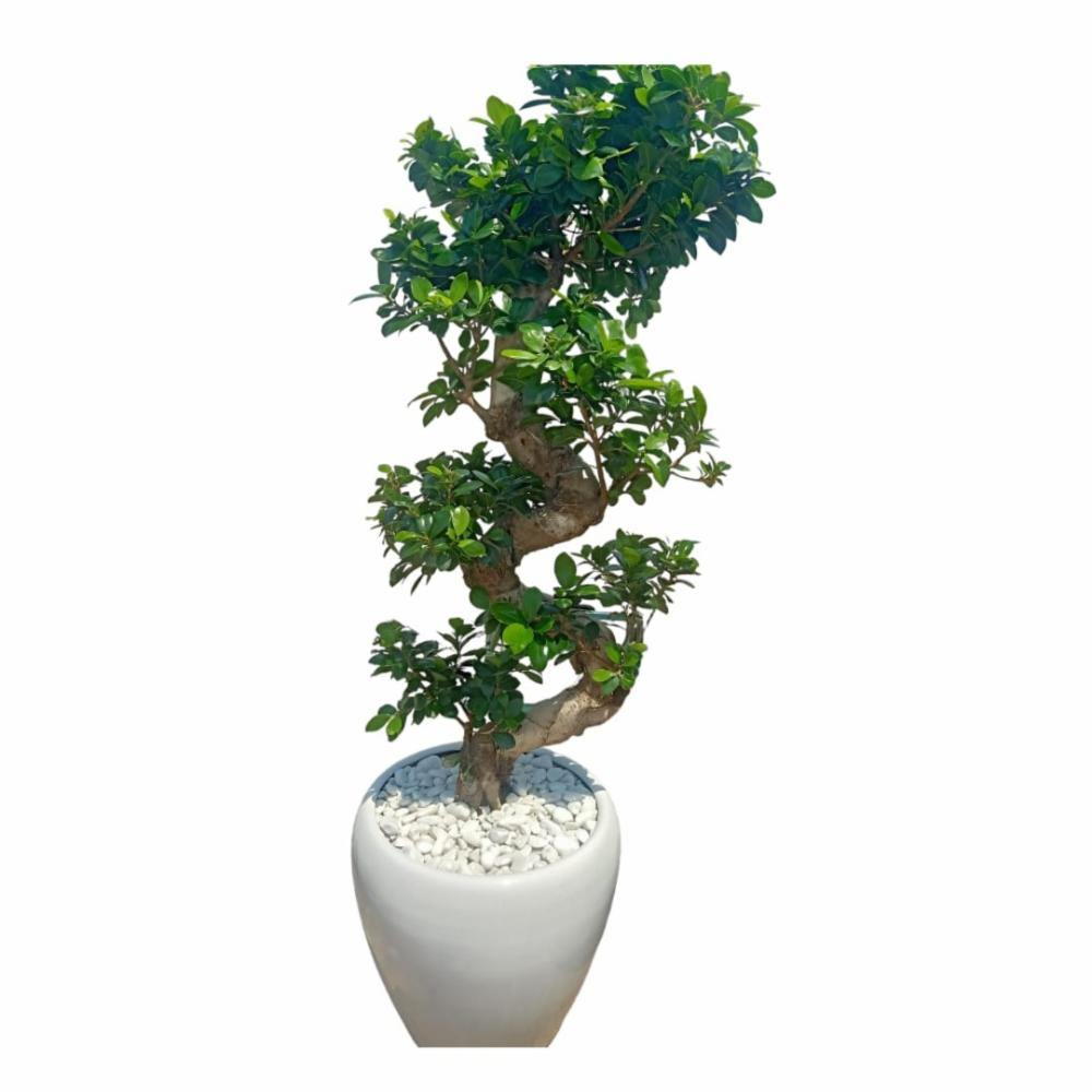 Ficus Bonsai S Shaped ( 100-120cm Over all Heighi) planted in high quality  ceramic planter with decorative pebbles-Indoor Plants