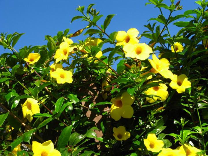 Allamanda cathartica best sale