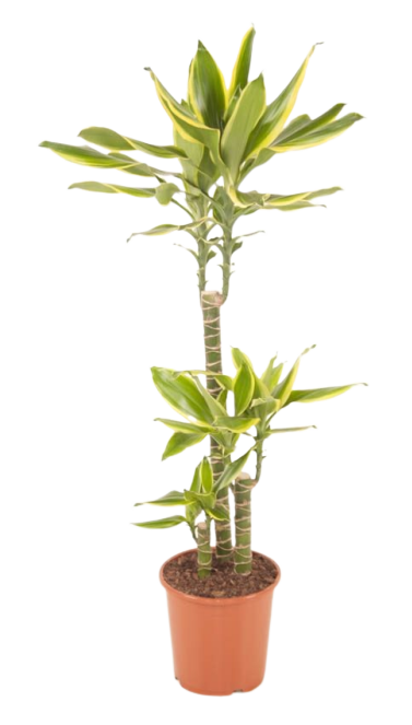 Dracaena fragrans Golden Coast-Indoor Plants