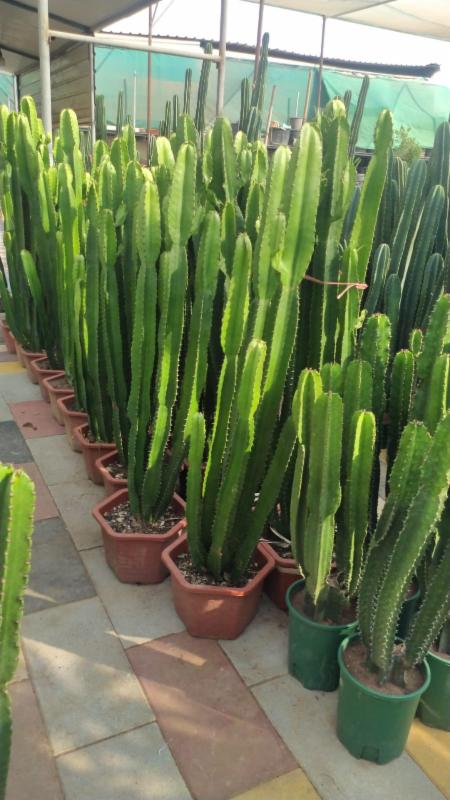 Euphorbia ingens Cactus-Outdoor plants