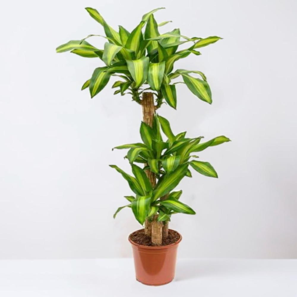 Buy Indoor PlantsOutdoor Plants & Garden Tools and Accessories Online
