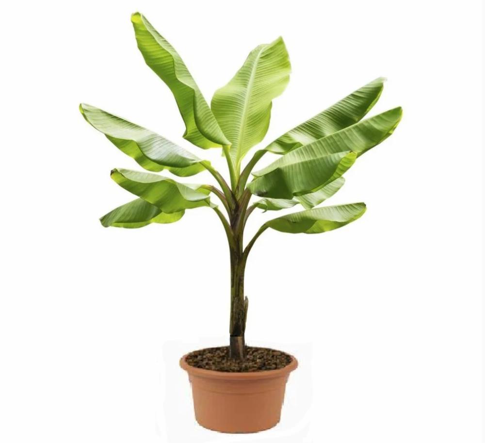 Buy Indoor PlantsOutdoor Plants & Garden Tools and Accessories Online