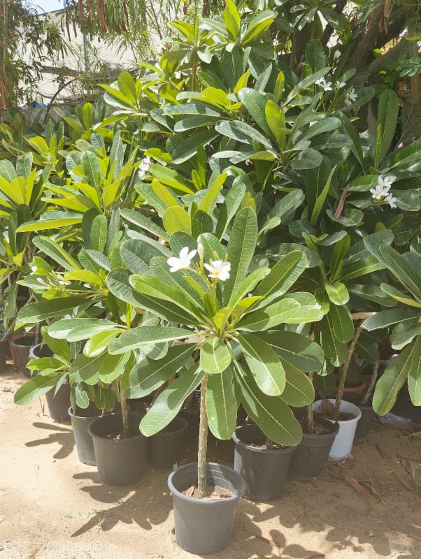 Buy Indoor PlantsOutdoor Plants & Garden Tools and Accessories Online