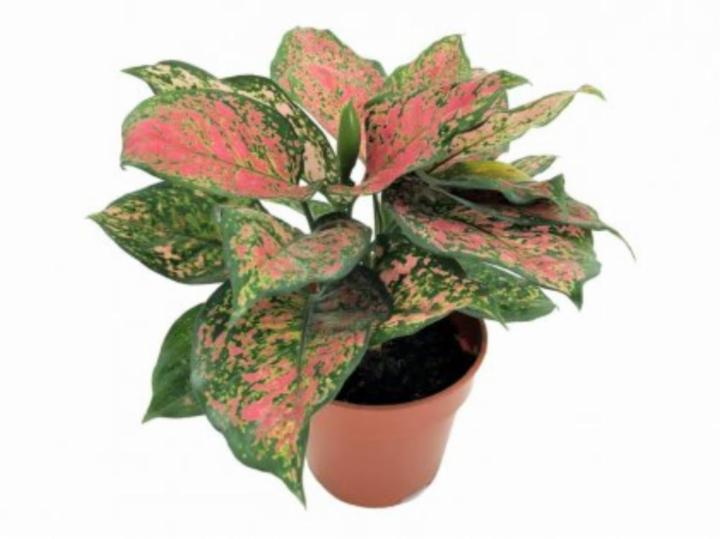 Buy Indoor PlantsOutdoor Plants & Garden Tools and Accessories Online