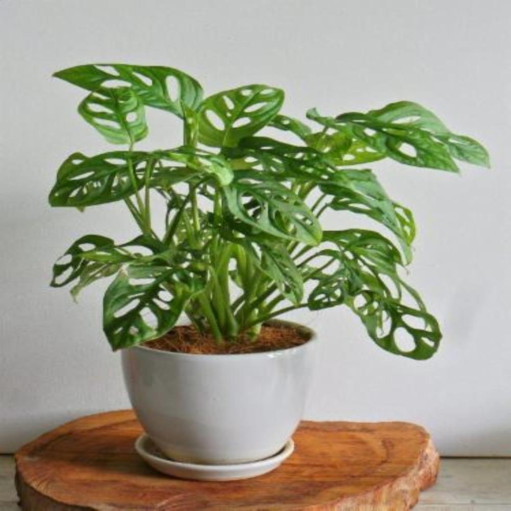 birkin philodendron for sale Buy Philodendron Birkin