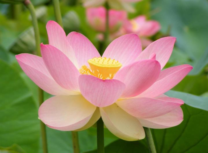 Lotus plant shop for sale