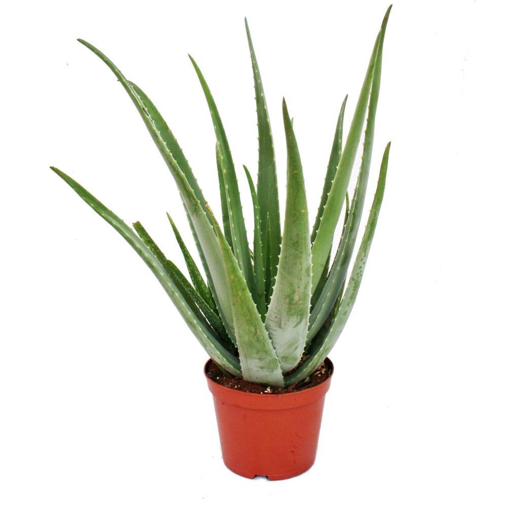 Aloe vera, Medicina Aloe, Savila Or  -Outdoor plants