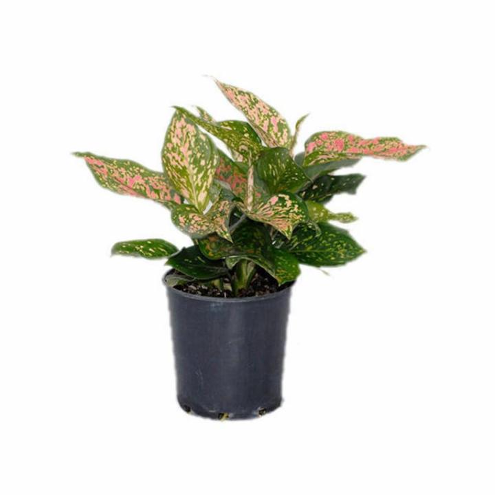 Buy Indoor PlantsOutdoor Plants & Garden Tools and Accessories Online