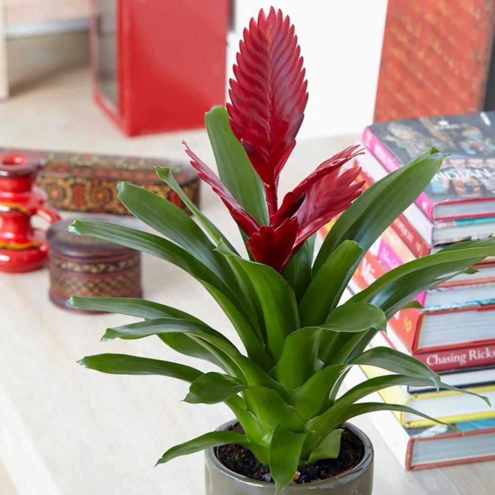 ブロメリア・エアープランツ Vriesea Hybrid Red Red Vriesea Bromeliad - Red Flowers or Flower Parts - Almost