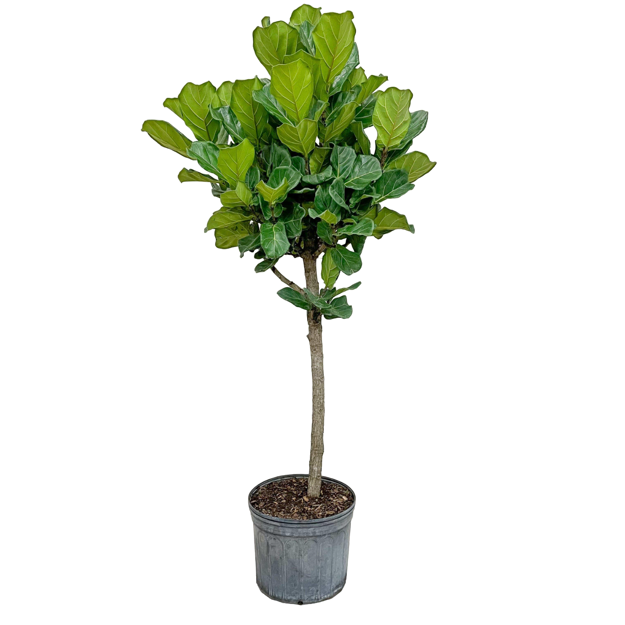 Buy Indoor PlantsOutdoor Plants & Garden Tools and Accessories Online