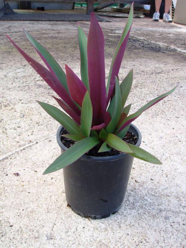Rhoeo Discolor Baby Rhoeo 'Disc…