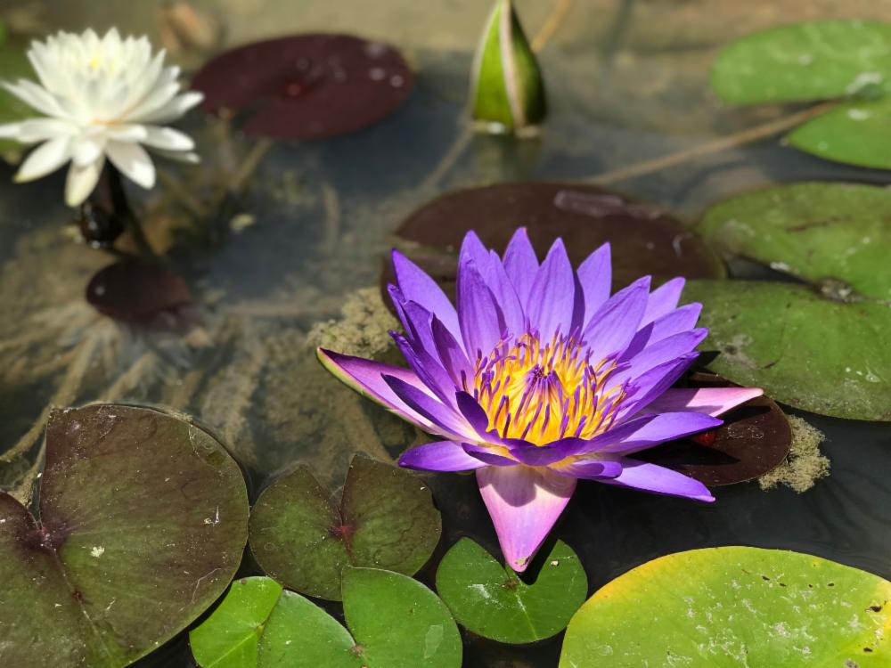 Nelumbo nucifera or Sacred Lotus Outdoor plants