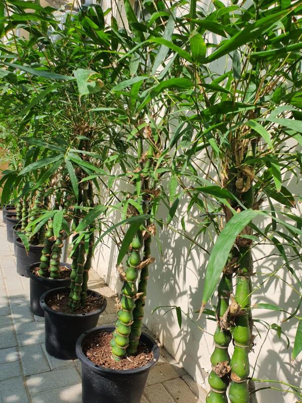Bambusa ventricosa Buddha s Belly Bamboo Outdoor plants