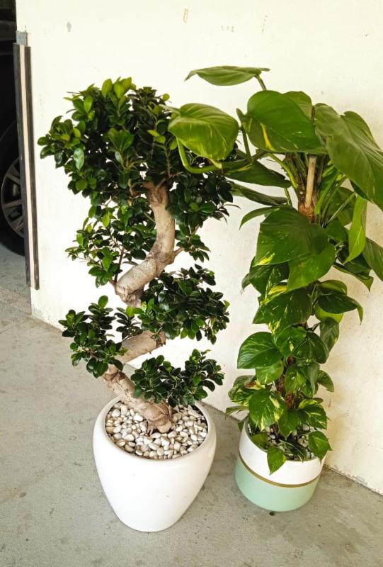 blushing philodendron price Pink Princess (Philodendron Erubescens) with Moss Stick main image 1
