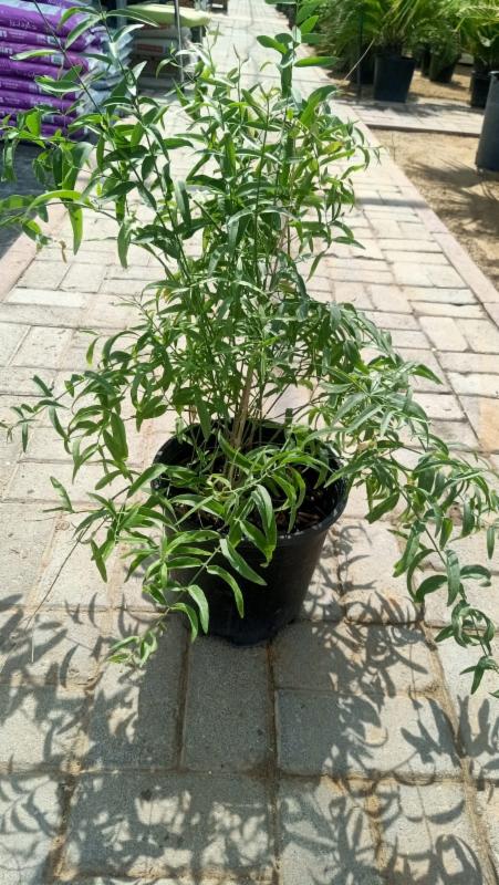 caapi plant Yellow Caapi (Banisteriopsis Caapi) – SugarBearFarm main image 0