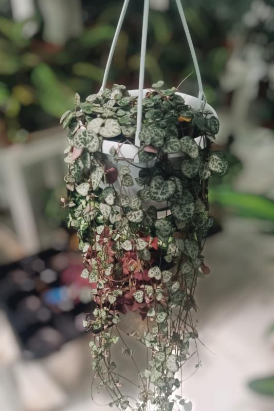 Hanging on sale hearts plant