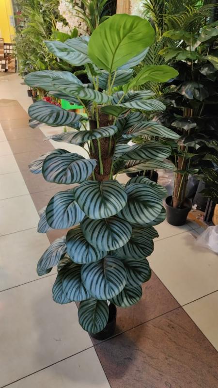 dracaena dragon plant Dracaena 'Marginata Magenta' | Indoor Plant | Tropical Plant | Potted Plant main image 0