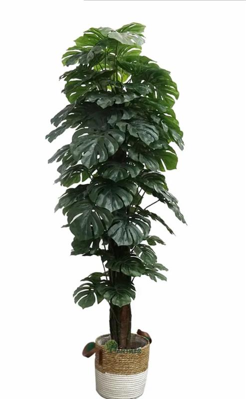 cherry red philodendron price philippines Philodendron Cherry Red - Colorful Air-purifying Plants For Home, Office