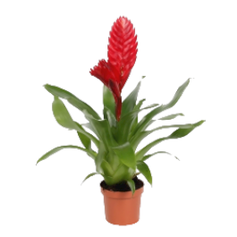Vriesea Red-Indoor Plants