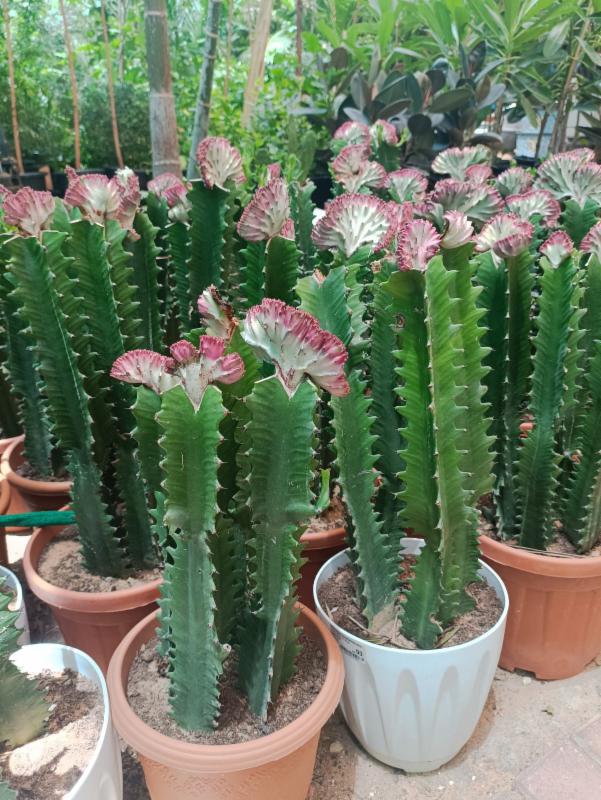 Euphorbia Lactea Cristata Cactus-Outdoor plants