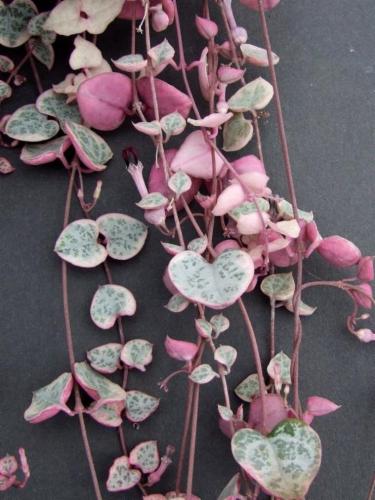 Ceropegia woodii or String of Hearts Variegated Hanging Indoor