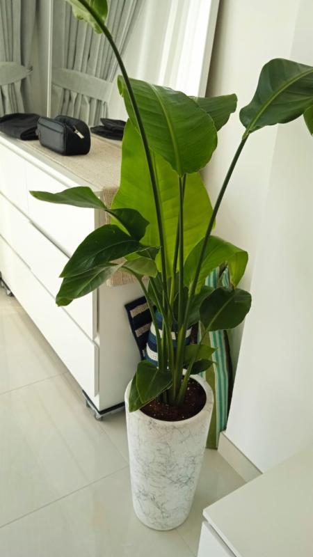 strelitzia nicolai or Bird of Paradise arranged with High quality Ceramic  pot -Indoor Plants