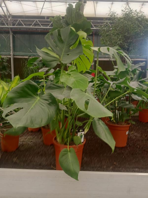 Monstera, the Hurricane or Swiss Cheese Plant-Indoor Plants