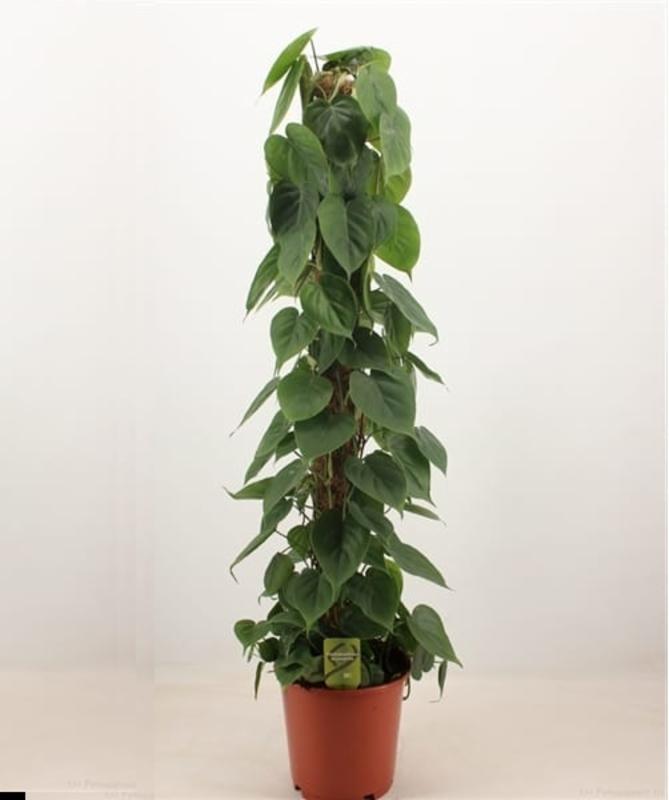 Buy Indoor PlantsOutdoor Plants & Garden Tools and Accessories Online