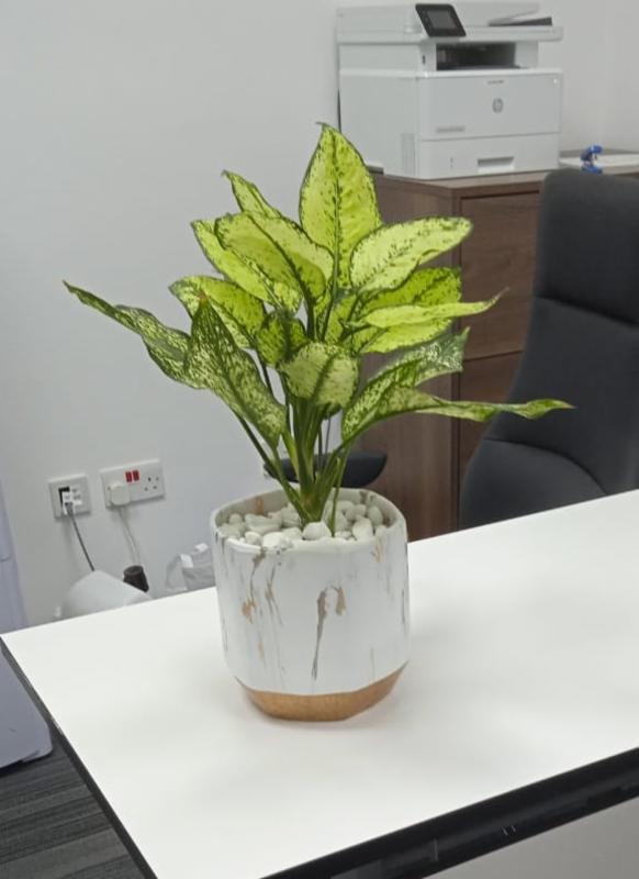 Buy Indoor PlantsOutdoor Plants & Garden Tools and Accessories Online