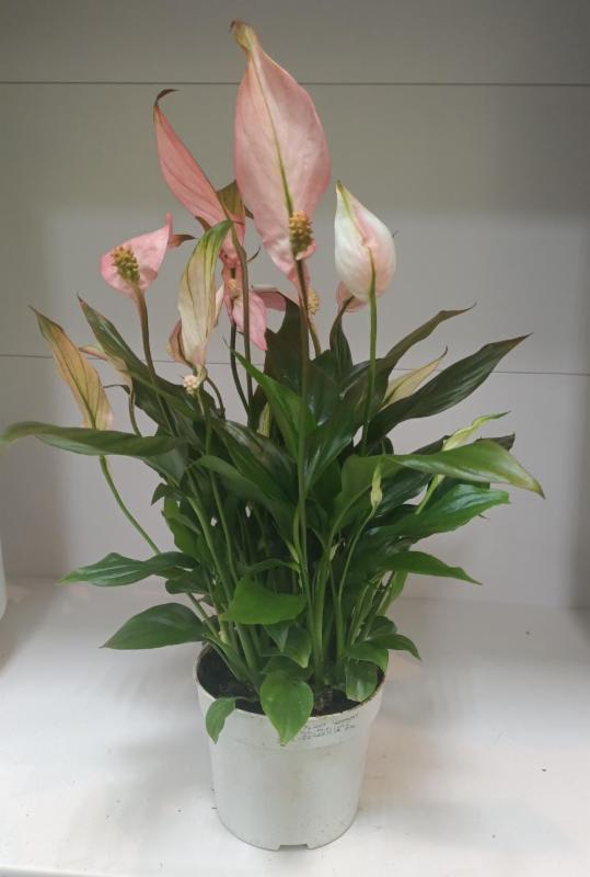 buy snake plant ottawa Sansevieria Zeylanica Snake Plant 10 Inch – Exquisite Blooms Ottawa  Downtown Florist main image 1