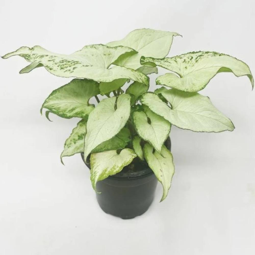 Buy Indoor PlantsOutdoor Plants & Garden Tools and Accessories Online