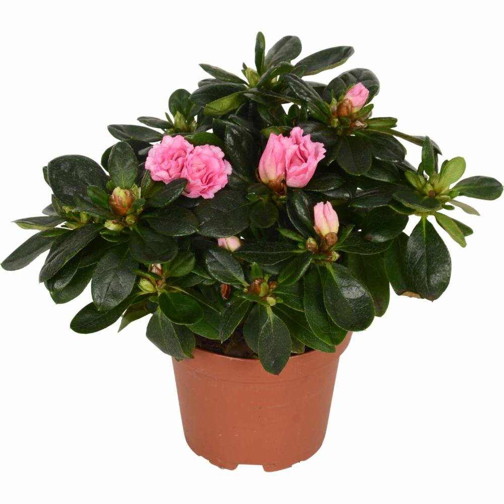 Image of Rhododendron simsii evergreen plant