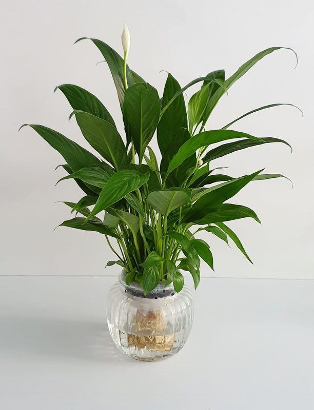 Spathiphyllum or Peace Lily in Self watering(Hydroponic) pot -Indoor Plants