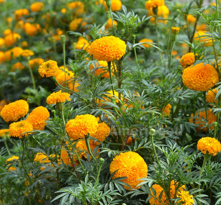 Marigold 25 Pcs per carton Outdoor plants