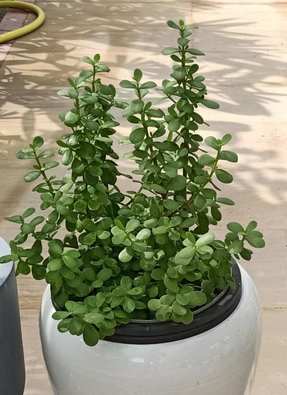 Is elephant bush deals toxic to dogs
